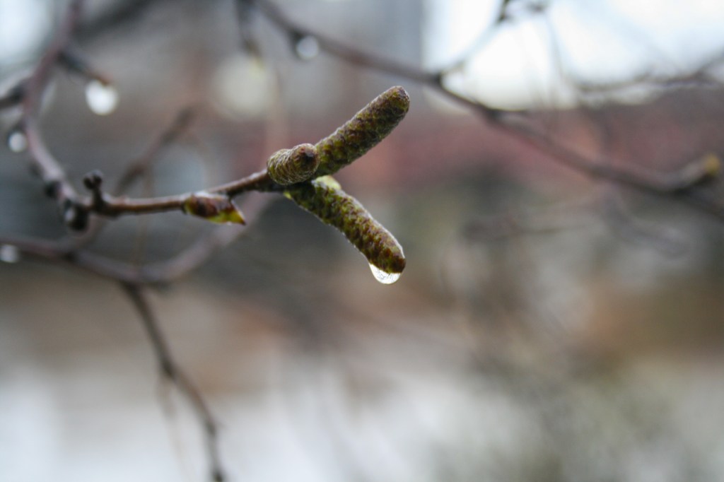 catkin with water drop