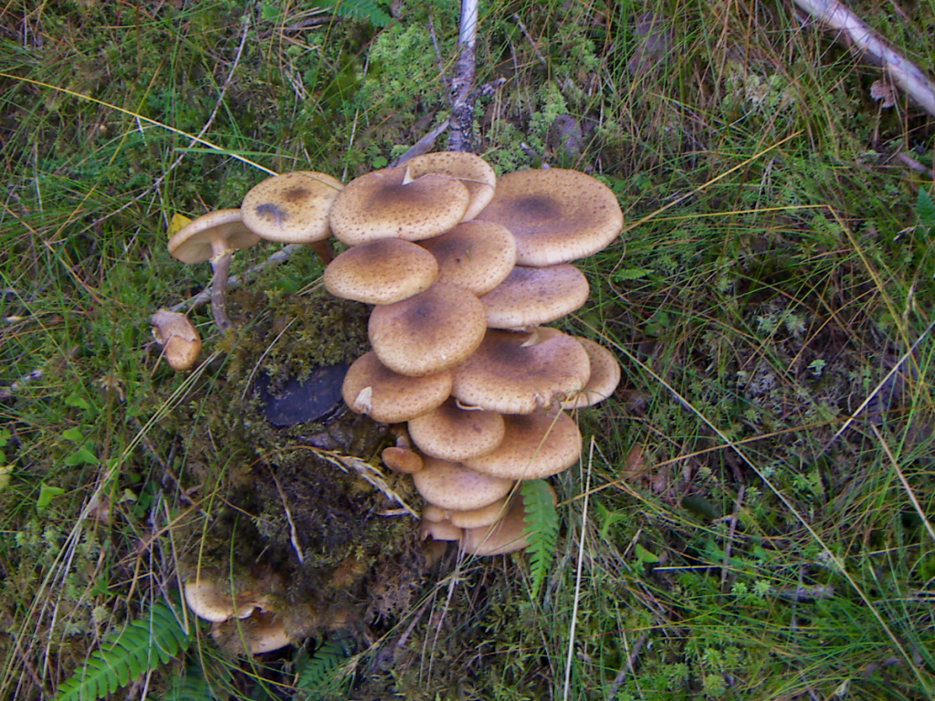 Fungi growing on an old log