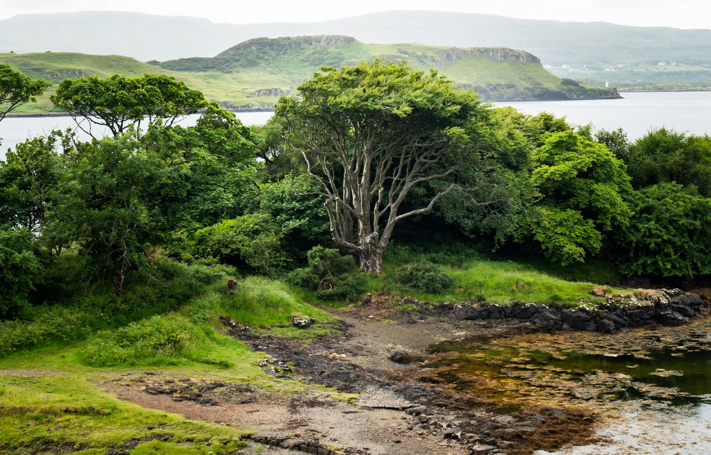 Tree standing out beside the shore